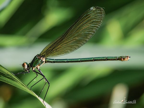 Calopteryx splendens  - Barlotti Andrea