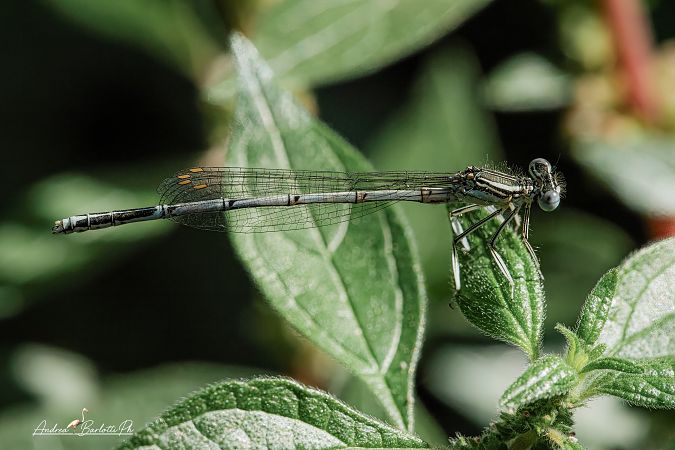 Platycnemis pennipes  - Barlotti Andrea
