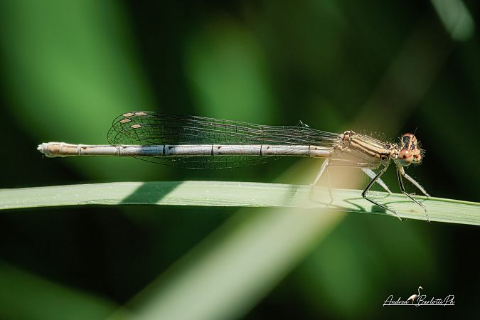 Platycnemis pennipes  - Barlotti Andrea