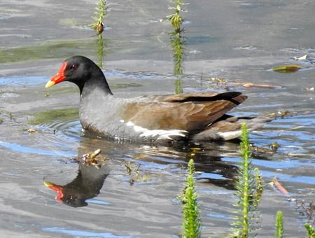 Gallinella d'acqua  - Tiziana Ciaghi