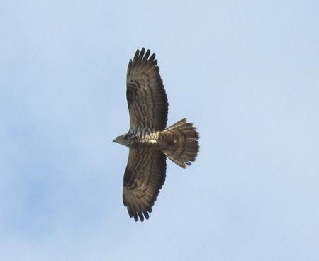 European Honey Buzzard  - Tiziana Ciaghi