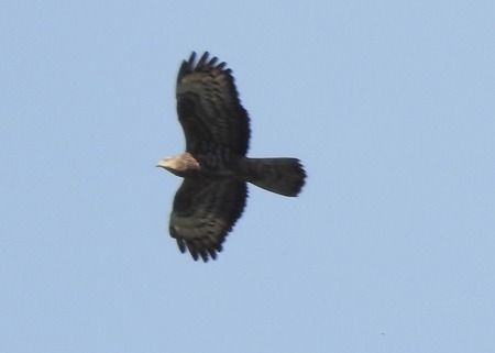 Falco pecchiaiolo  - Tiziana Ciaghi