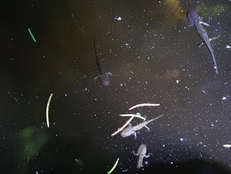 Salamandra pezzata  - Tiziana Ciaghi