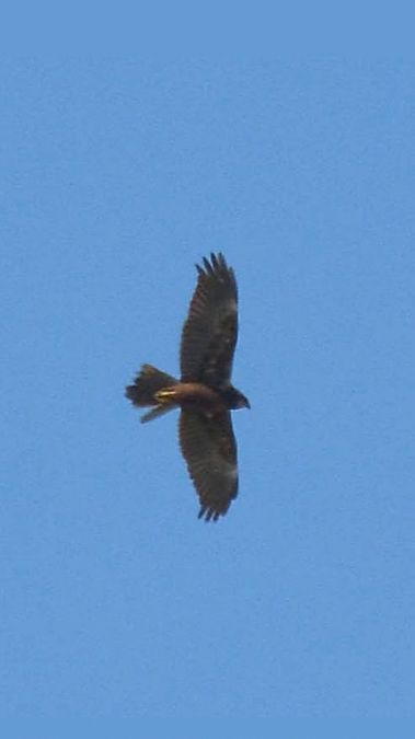 Falco di palude  - Simona Corbellini