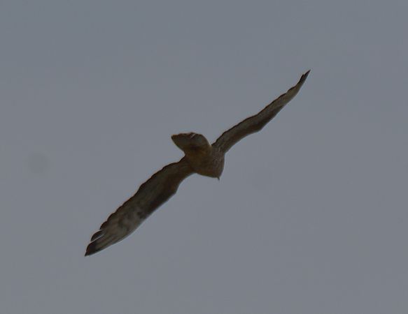Falco pecchiaiolo  - Simona Corbellini