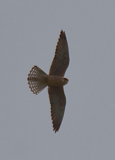 Falco cuculo  - Simona Corbellini