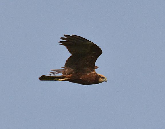 Falco di palude  - Simona Corbellini