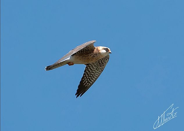 Falco cuculo  - Alberto Calcaterra