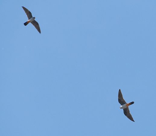 Falco cuculo  - Alberto Calcaterra
