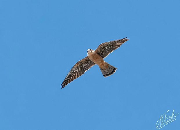 Falco cuculo  - Alberto Calcaterra