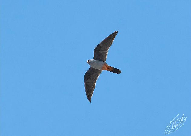 Falco cuculo  - Alberto Calcaterra