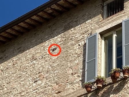 Rondone comune  - Laura Falcinelli