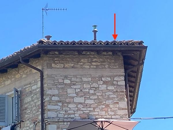Rondone comune  - Laura Falcinelli