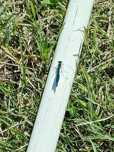 Calopteryx virgo  - Sara Stella (FVG)