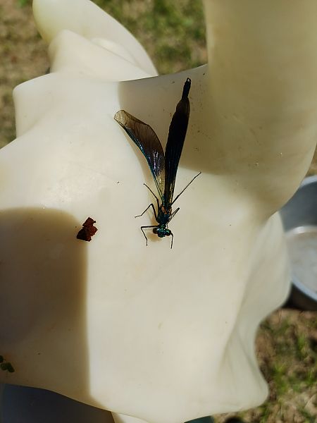 Calopteryx virgo  - Sara Stella (FVG)