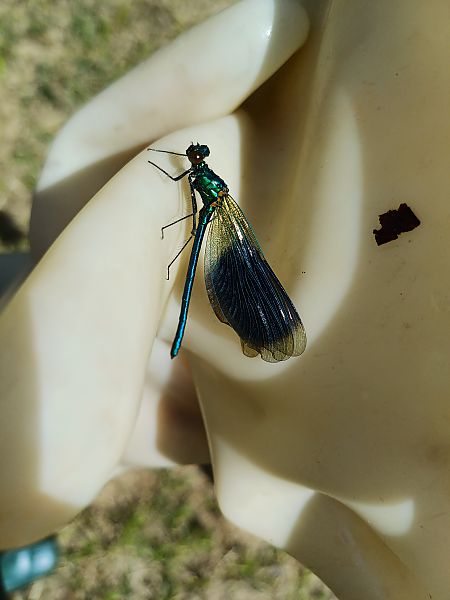 Calopteryx virgo  - Sara Stella (FVG)