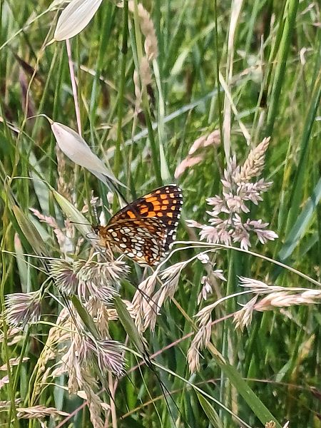 Melitaea sp.  - Sara Stella (FVG)
