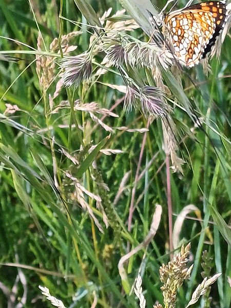 Melitaea sp.  - Sara Stella (FVG)