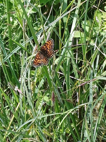 Melitaea sp.  - Sara Stella (FVG)