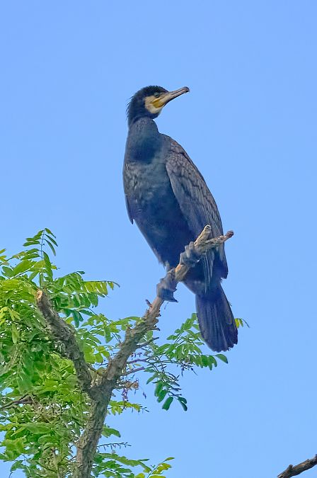 Kormoran  - Angelo Matteucci
