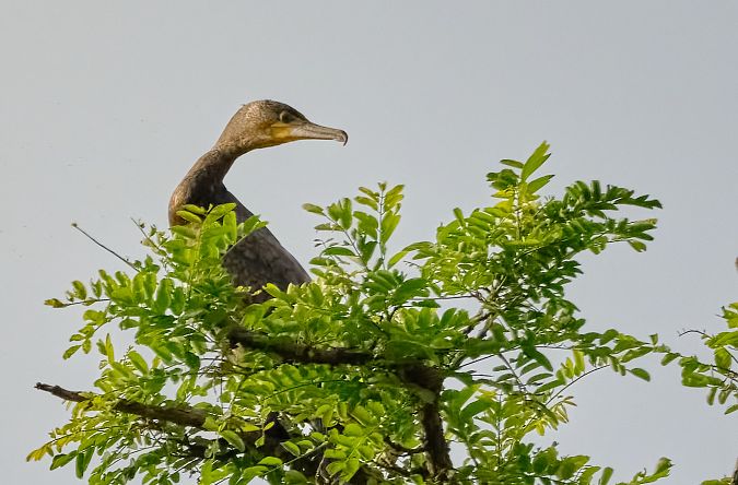 Cormorano  - Angelo Matteucci