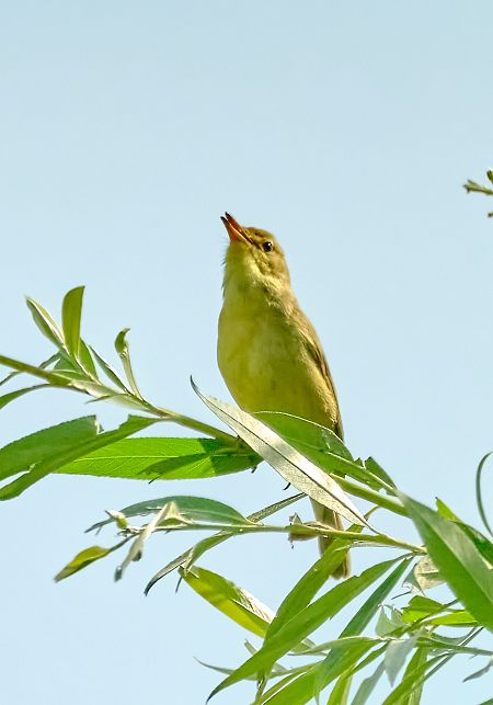 Canapino comune  - Angelo Matteucci