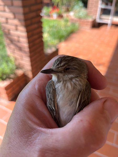 Pigliamosche  - Giovanbattista Compagnoni