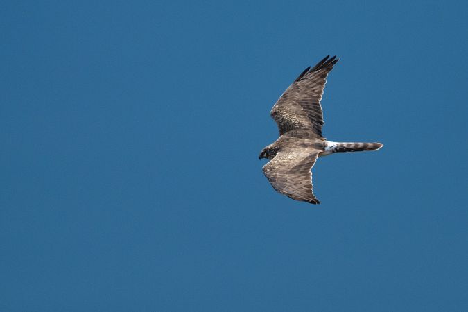 Albanella pallida  - Pier Podavini