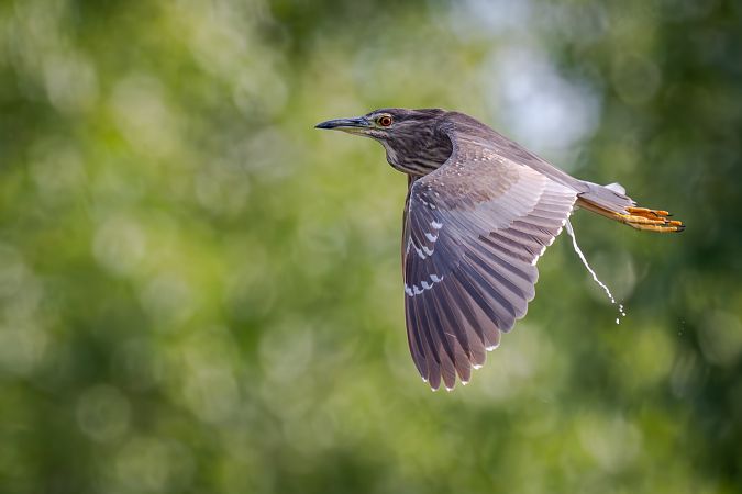 Nitticora  - Pier Podavini