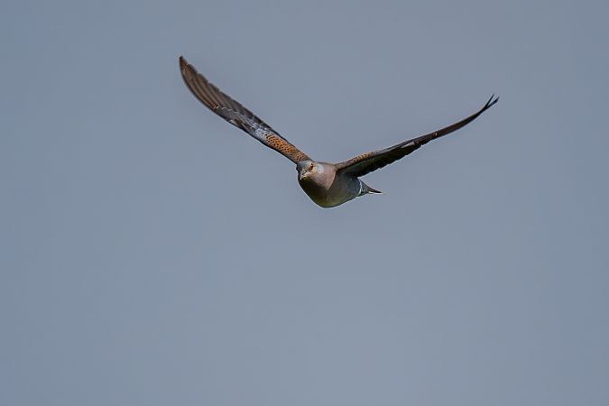 Tortora selvatica  - Pier Podavini
