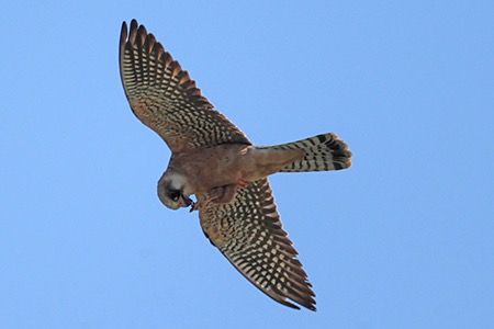 Falco cuculo  - Maurizio Parenti