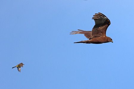 Falco di palude  - Maurizio Parenti
