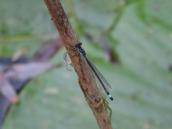 Ischnura elegans  - Stefano Aguzzi