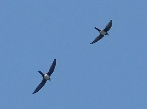 Rondone maggiore  - Massimo Angei