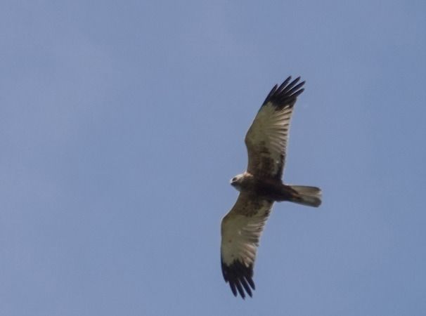 Falco di palude  - Massimo Angei
