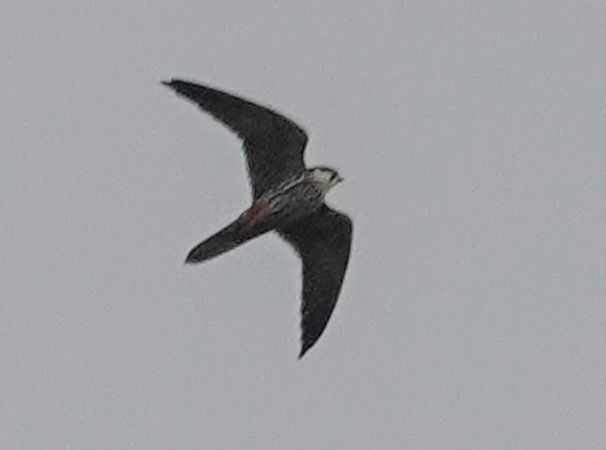 Lodolaio  - Massimo Angei