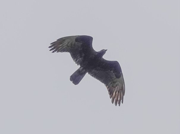 Falco pecchiaiolo  - Massimo Angei