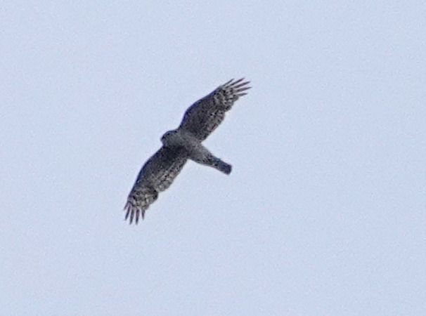 Eurasian Sparrowhawk  - Massimo Angei