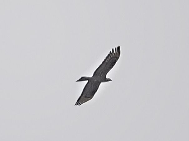 Falco pecchiaiolo  - Massimo Angei