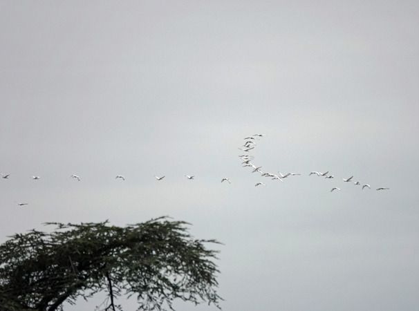 Ibis sacro  - Massimo Angei