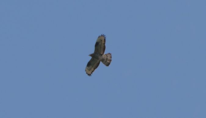 Falco pecchiaiolo  - Giovanni Fontana