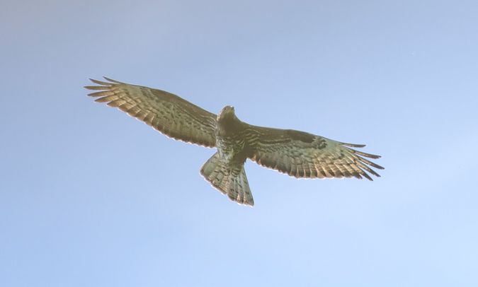 Falco pecchiaiolo  - Giovanni Fontana