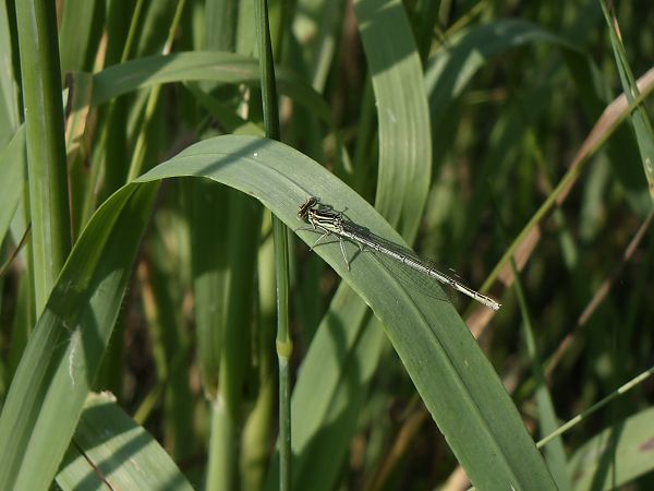Platycnemis pennipes  - Fausto Leandri