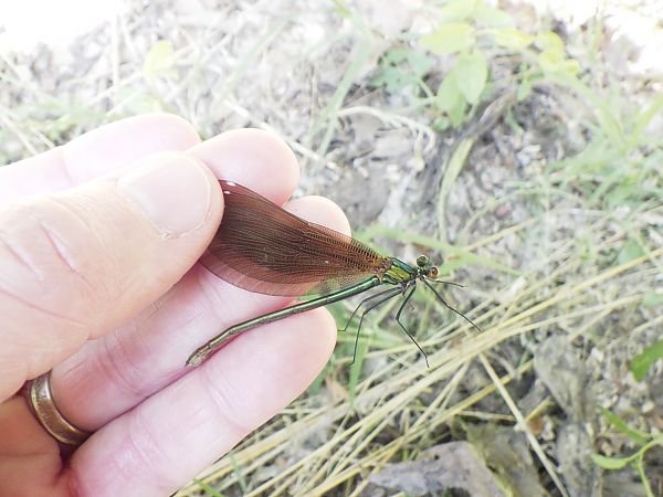 Calopteryx virgo  - Fausto Leandri