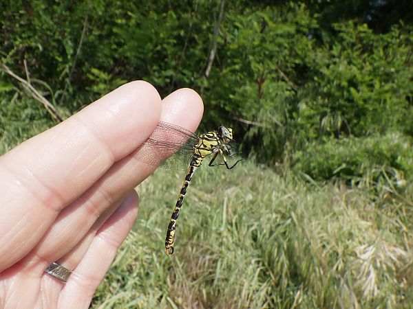Onychogomphus forcipatus  - Fausto Leandri