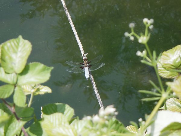 Libellula depressa  - Fausto Leandri