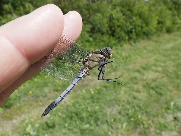 Orthetrum cancellatum  - Fausto Leandri
