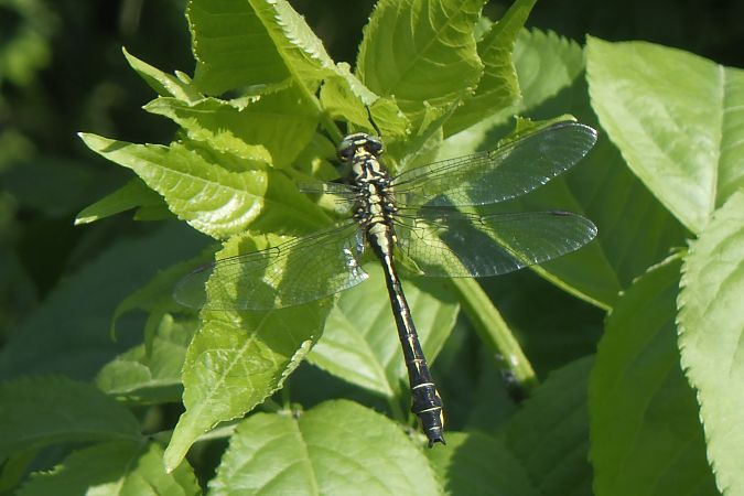 Gomphus vulgatissimus  - Fausto Leandri