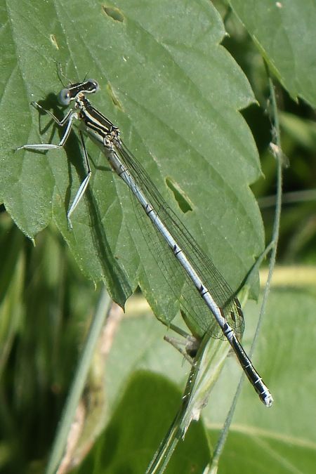 Platycnemis pennipes  - Fausto Leandri