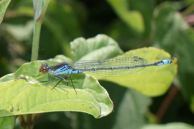 Erythromma viridulum  - Fausto Leandri